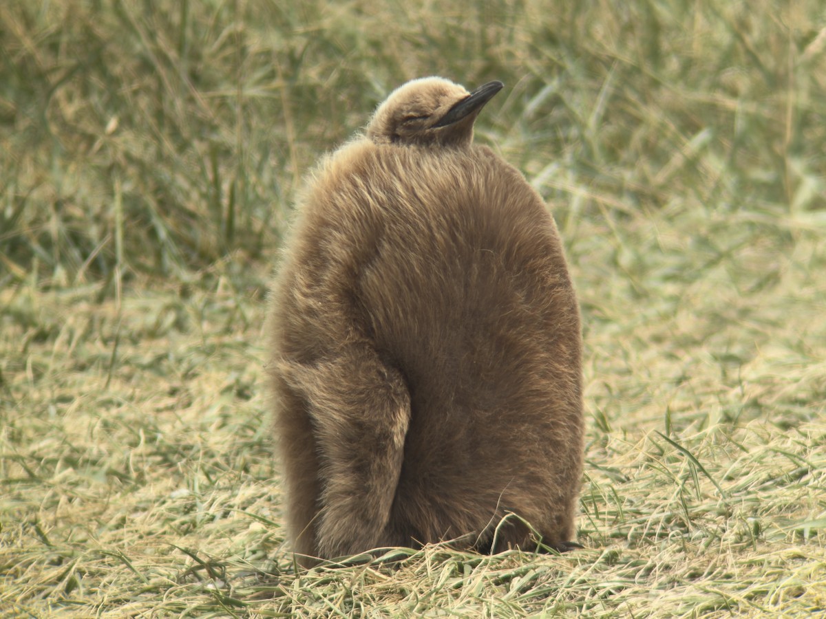 tučňák patagonský - ML644914480