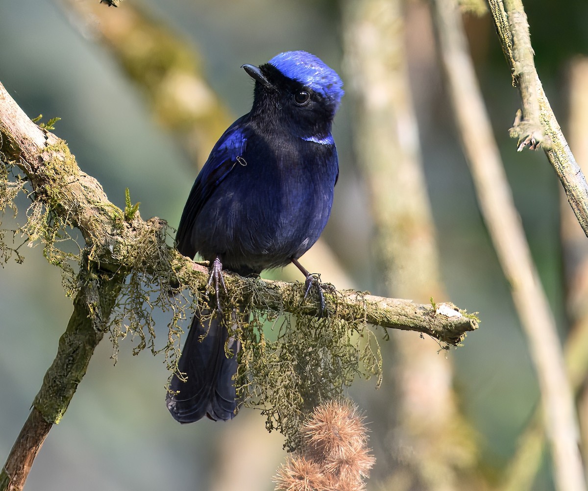 Large Niltava - ML644914485