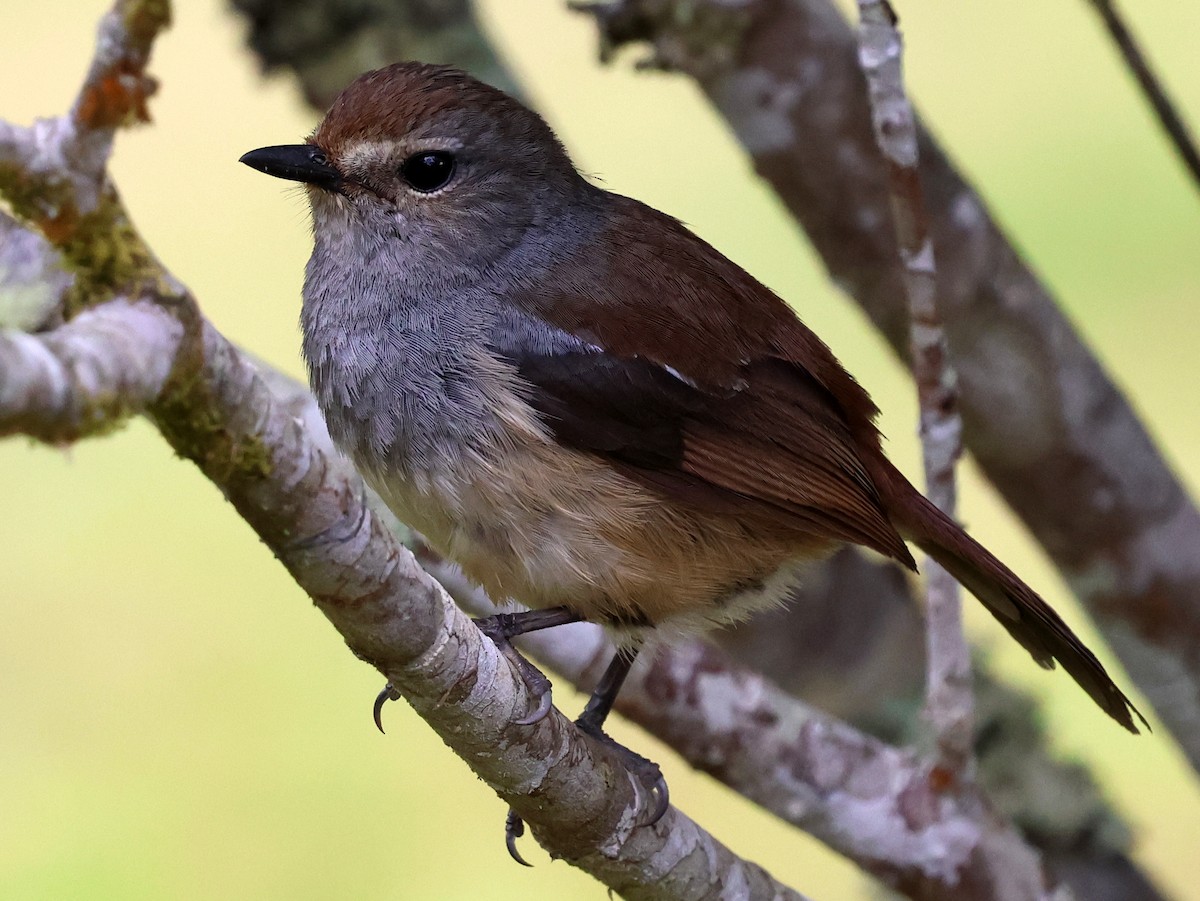 Madagascar Magpie-Robin - ML644914493
