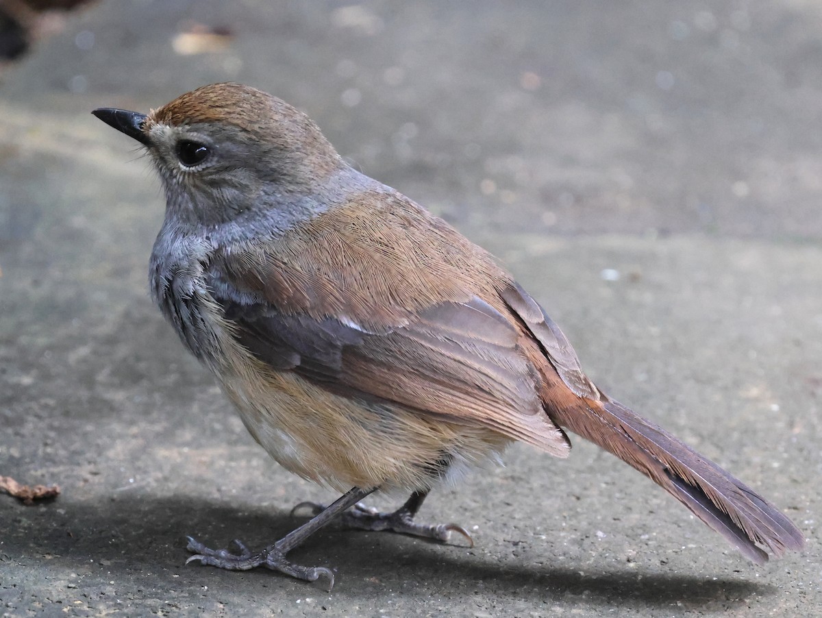 Madagascar Magpie-Robin - ML644914494