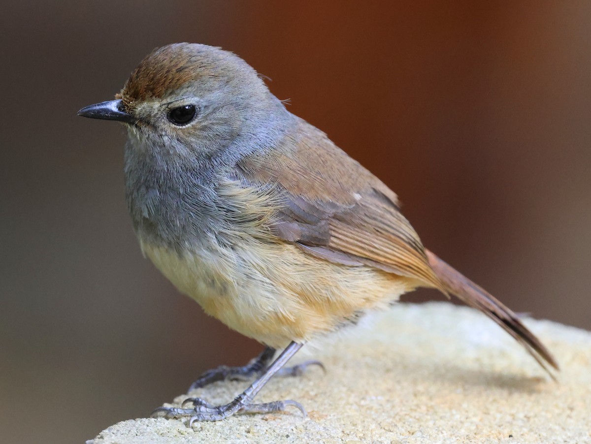 Madagascar Magpie-Robin - ML644914495