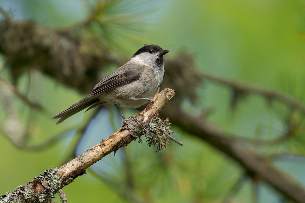 Пухляк - ML644914498