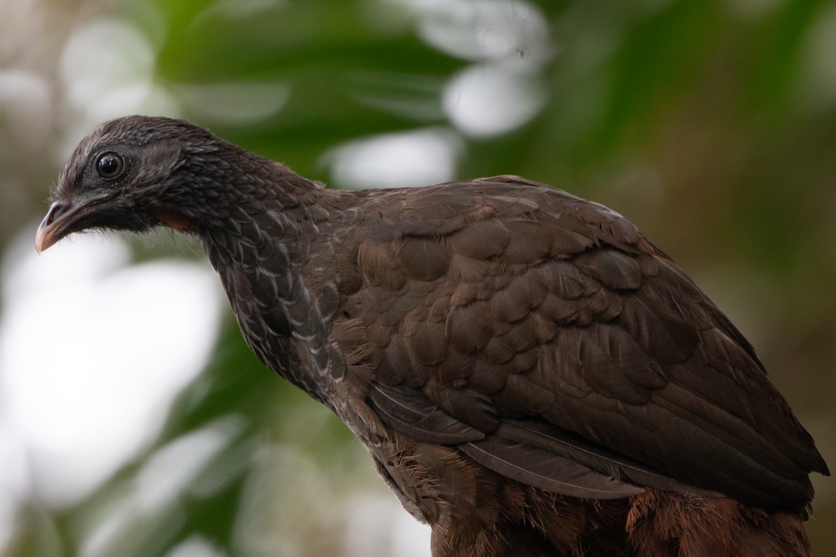 Пенелопа андська - ML644914501