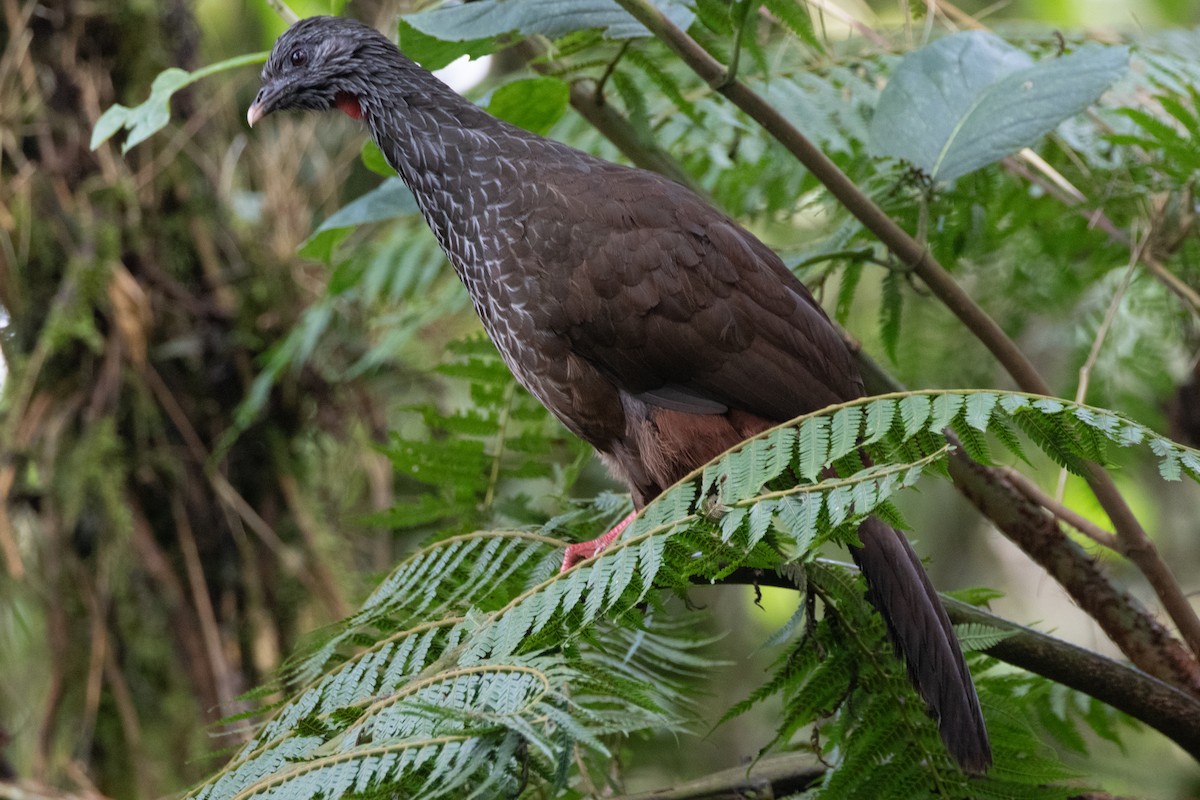 Пенелопа андська - ML644914503