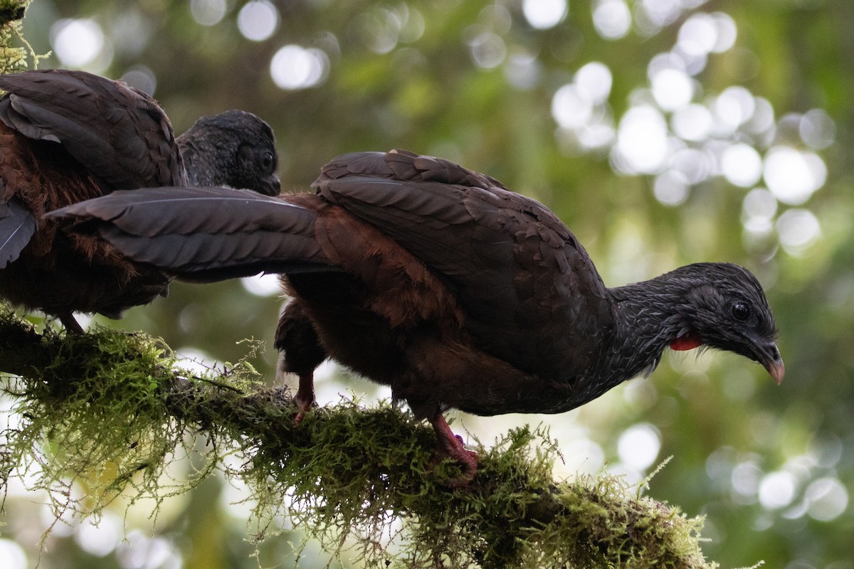 Пенелопа андська - ML644914504