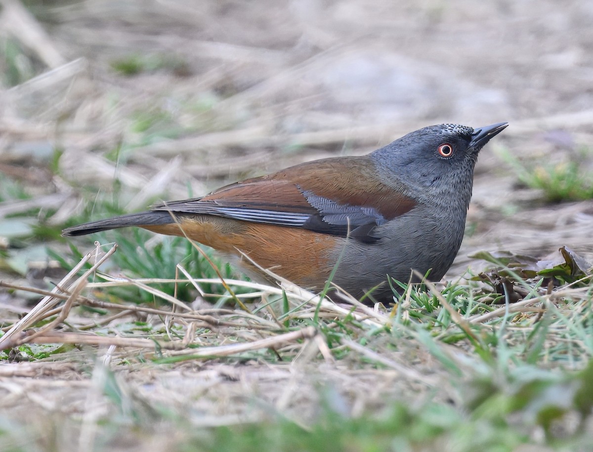 Maroon-backed Accentor - ML644914508