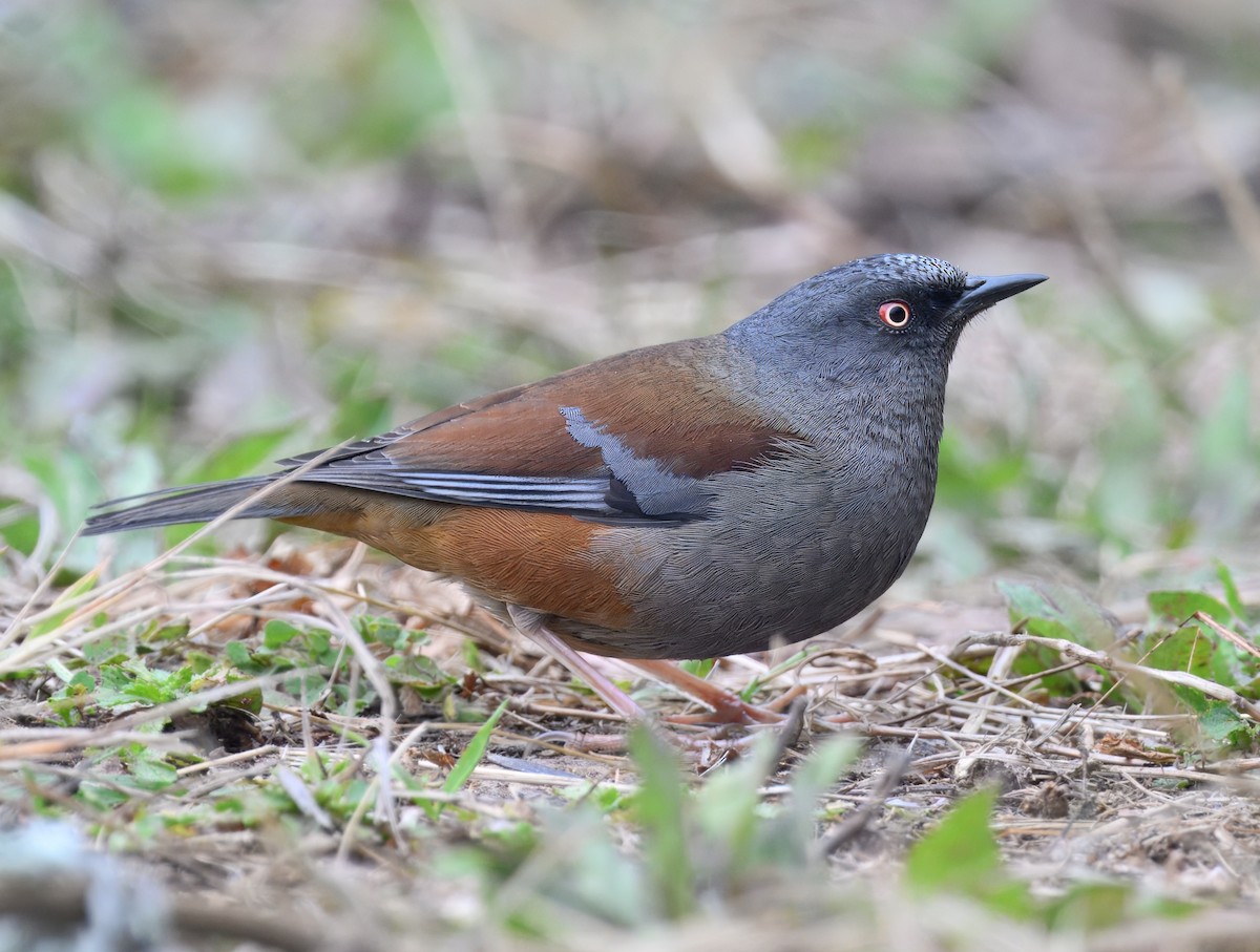 Maroon-backed Accentor - ML644914509