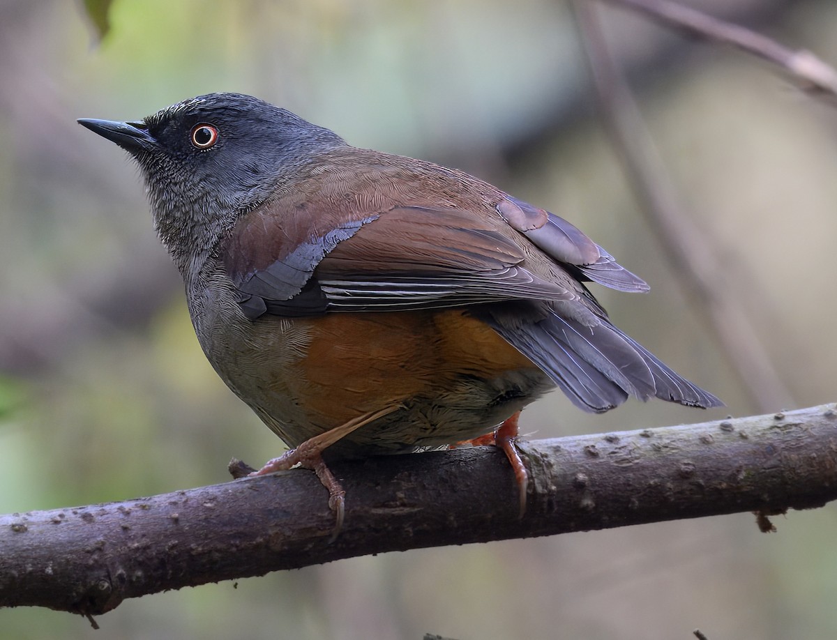 Maroon-backed Accentor - ML644914510