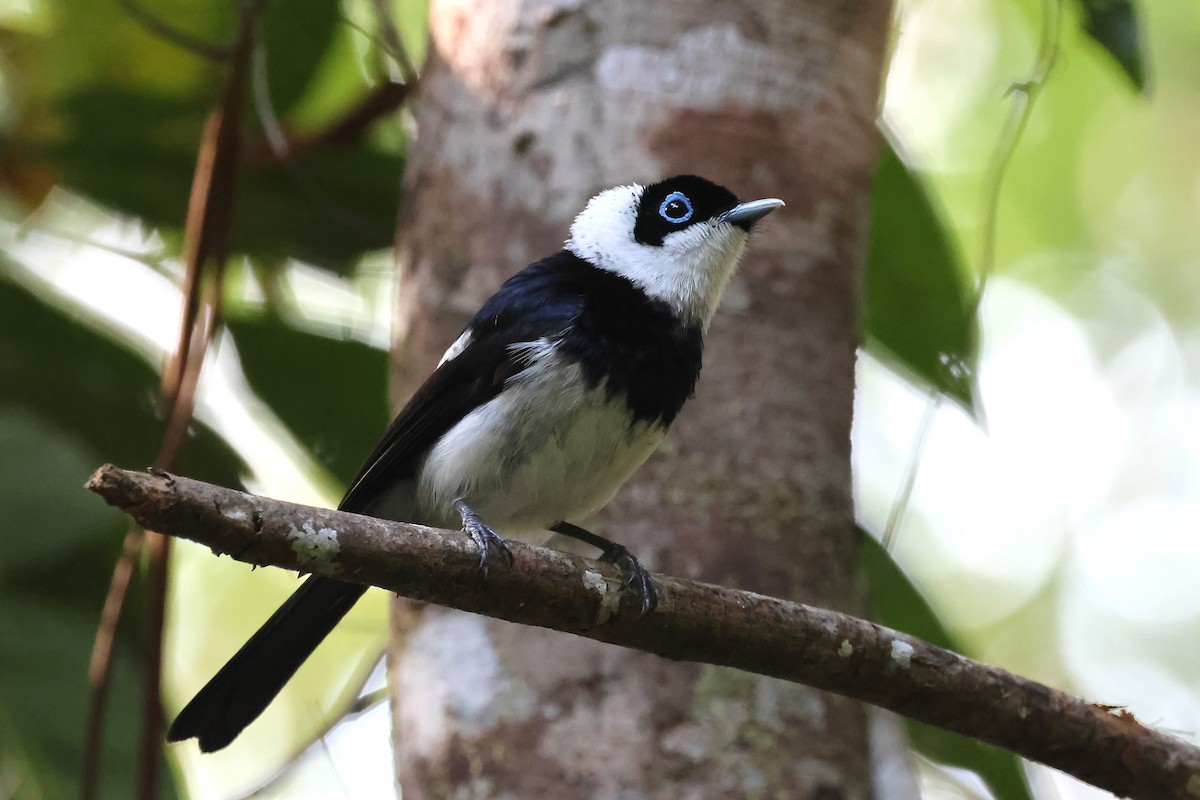 Alaca Gözlüklü Monark - ML644914520