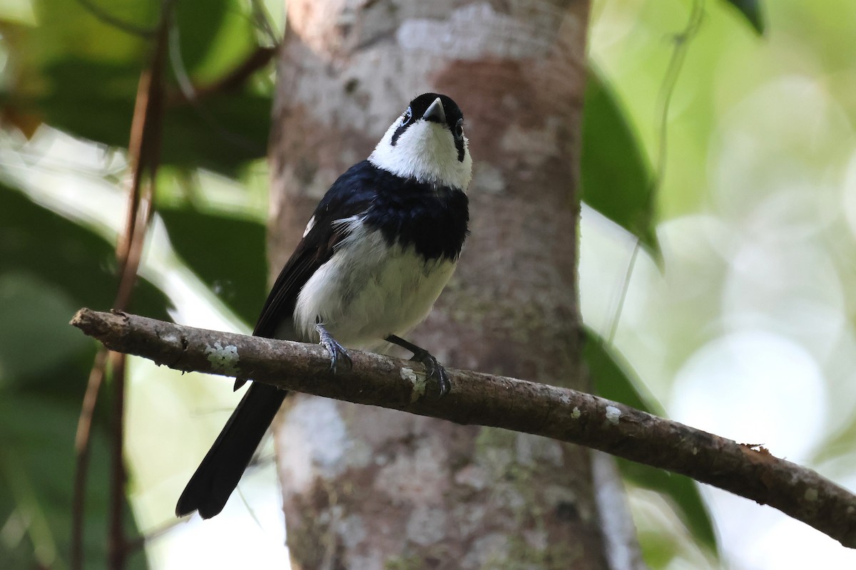 Alaca Gözlüklü Monark - ML644914521