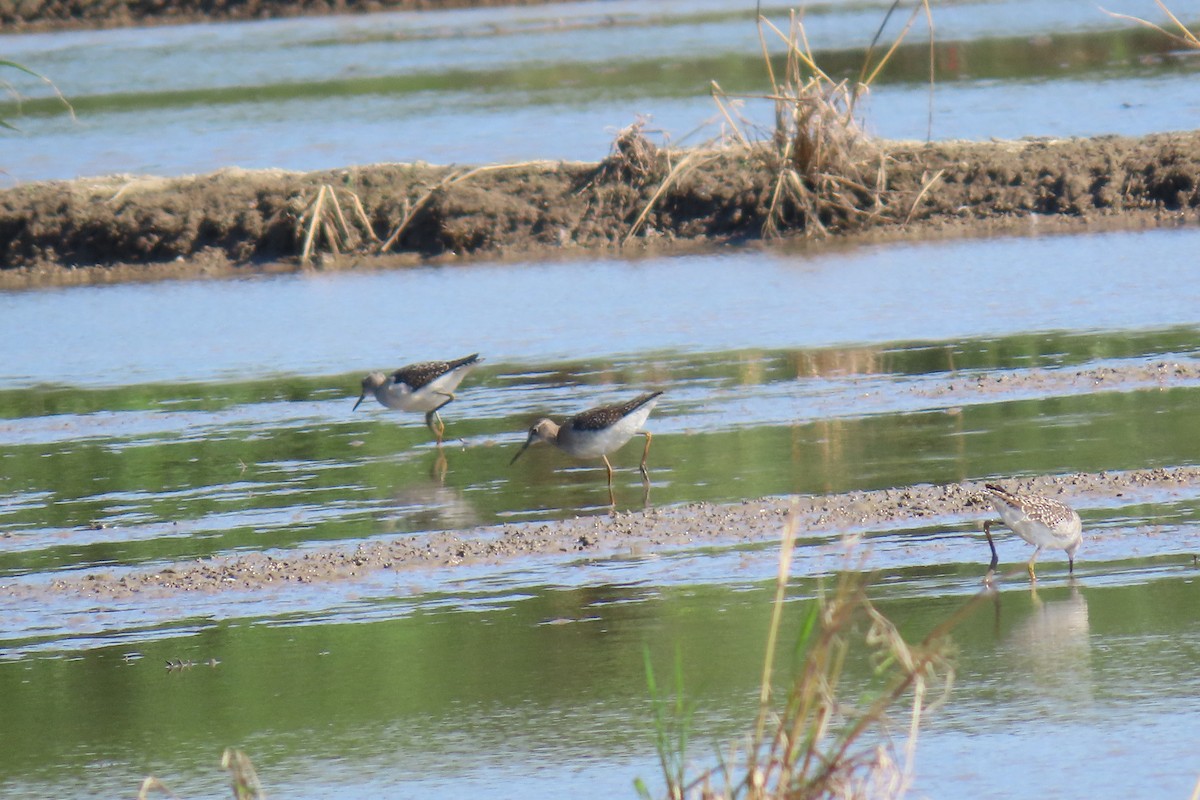 Wood Sandpiper - ML644914534