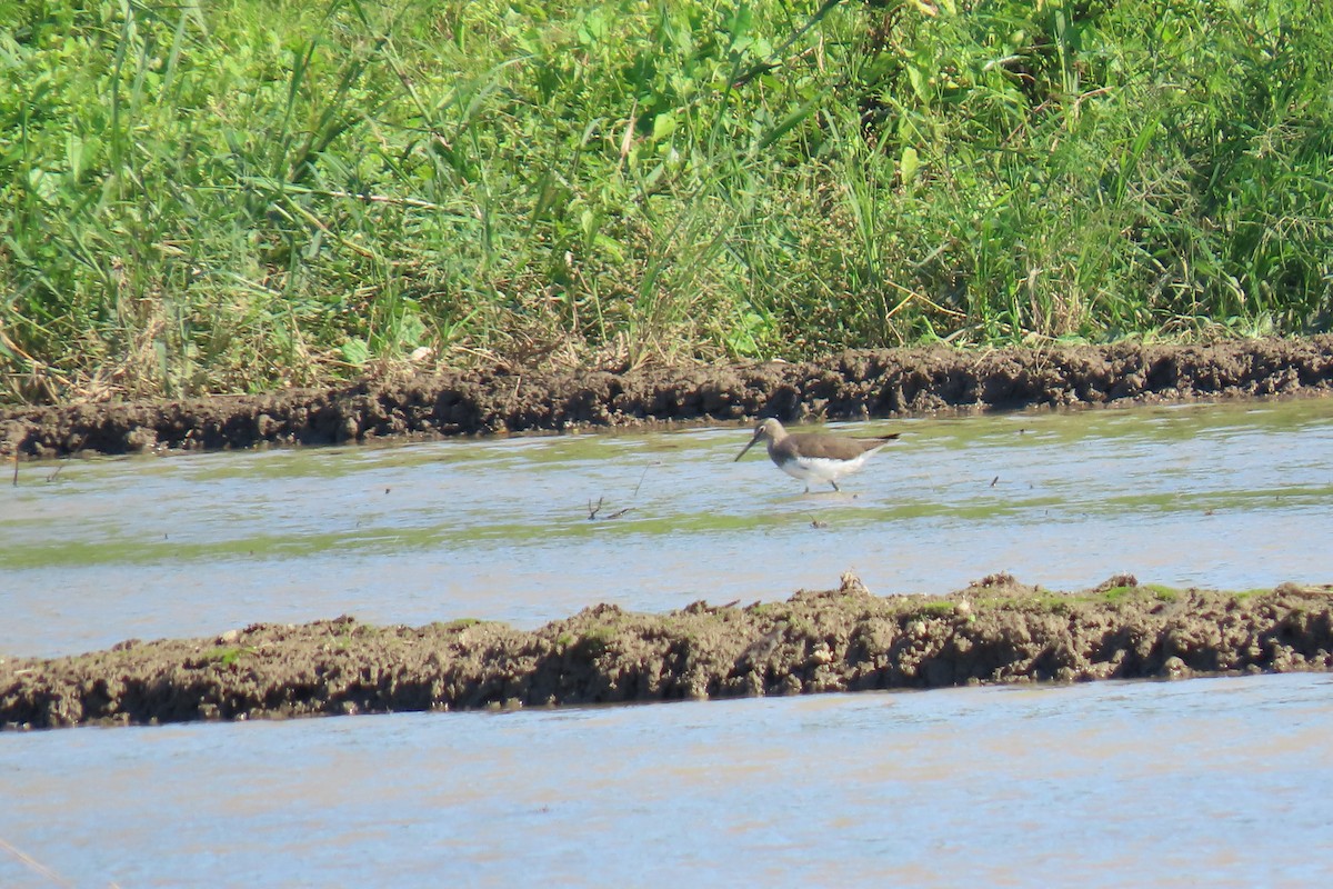 Green Sandpiper - ML644914538