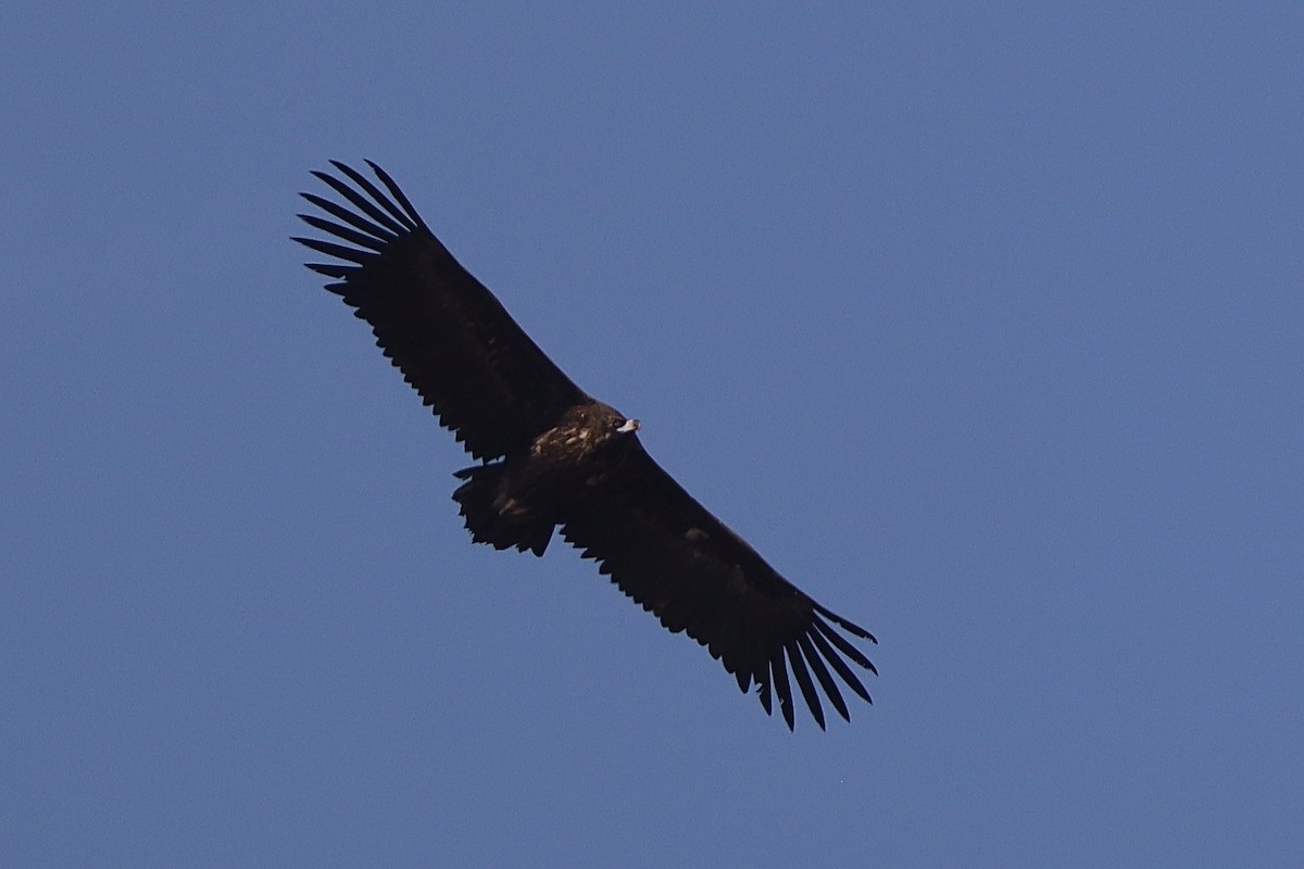 Sai beltza - ML644914540