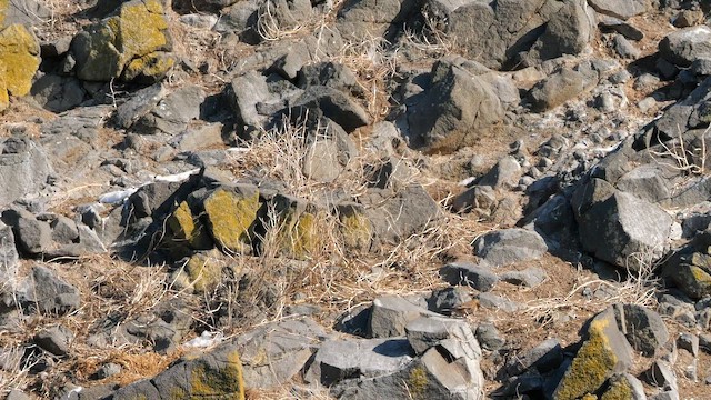 Катуньчик сибірський - ML644914550