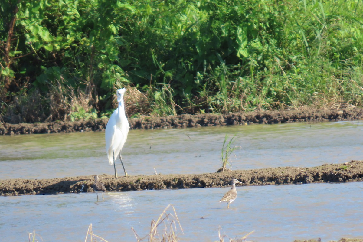 Little Egret - ML644914553