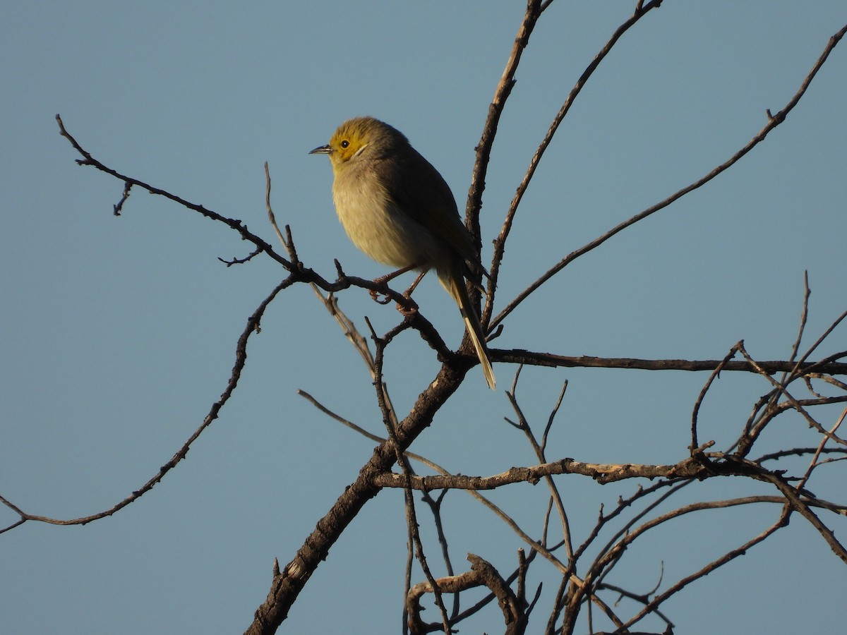 hvitsmykkehonningeter - ML644914559