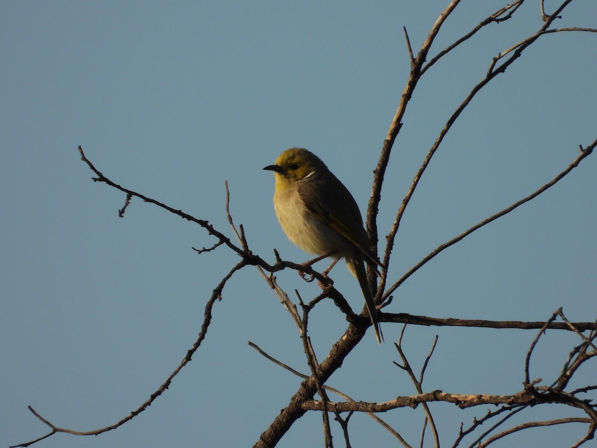 hvitsmykkehonningeter - ML644914565