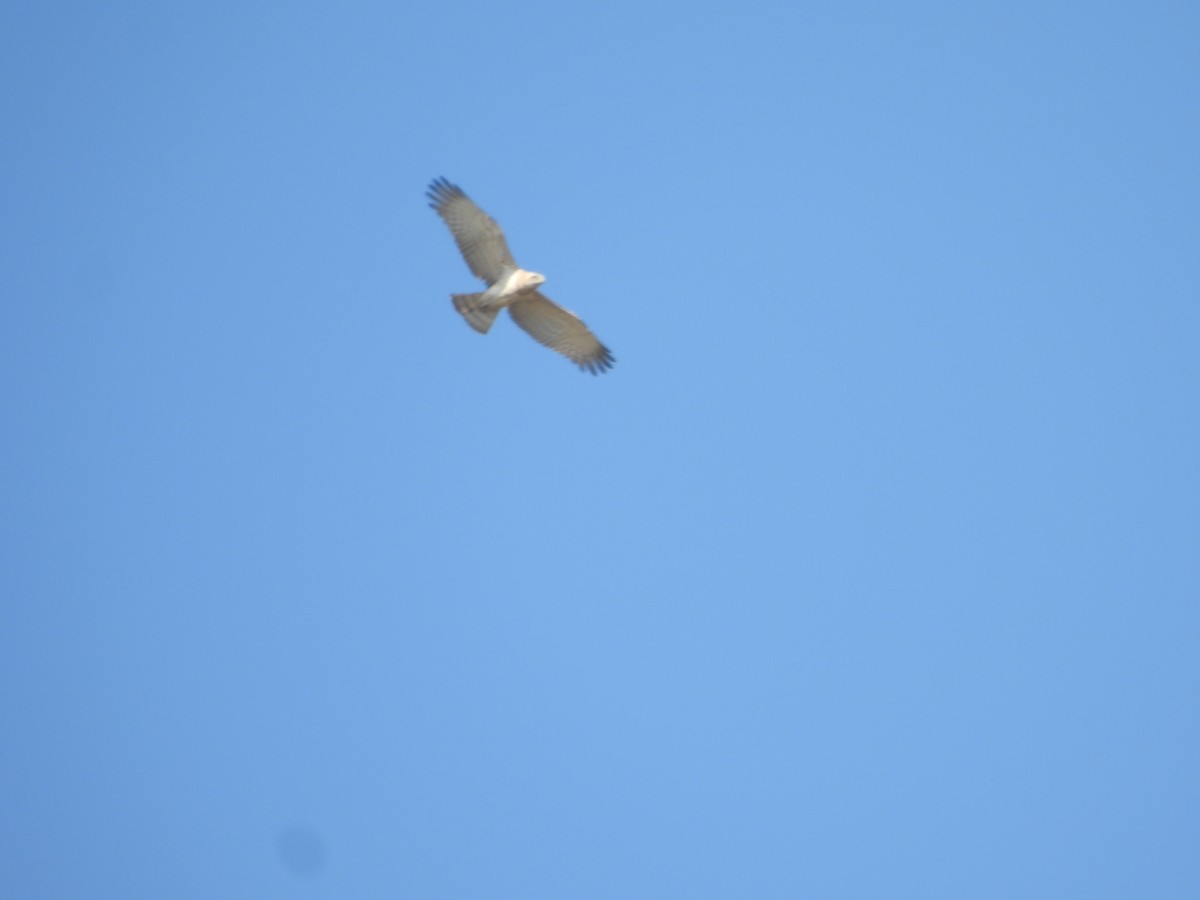 Short-toed Snake-Eagle - ML644914567