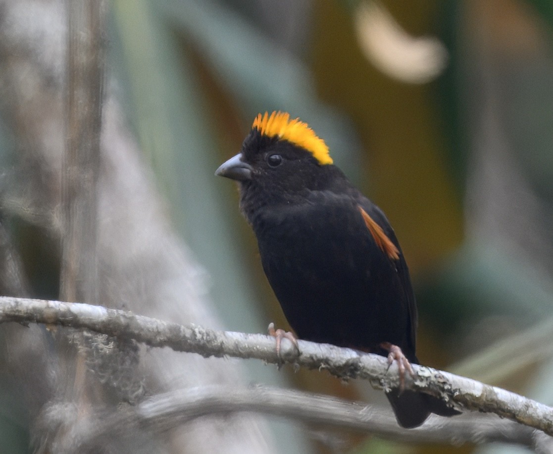 Gold-naped Finch - ML644914570