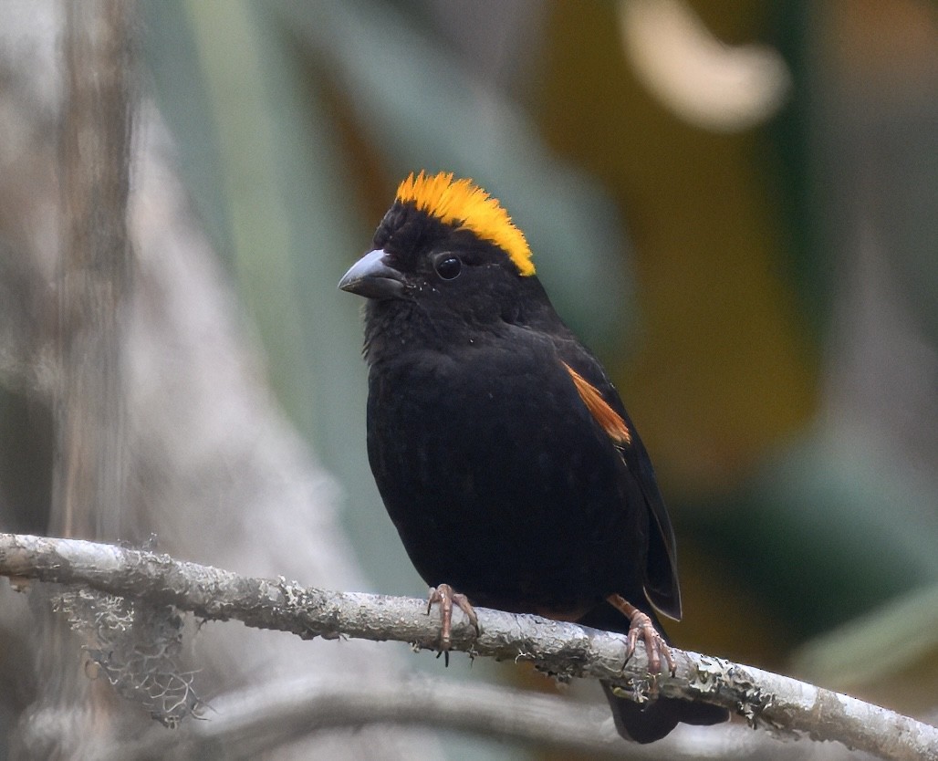 Gold-naped Finch - ML644914571