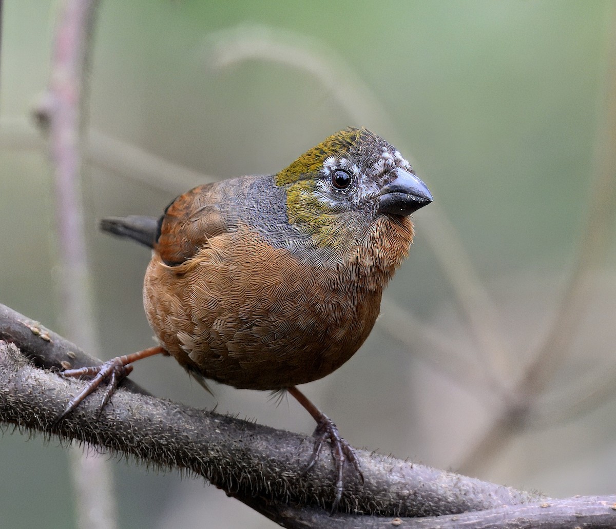 Gold-naped Finch - ML644914577