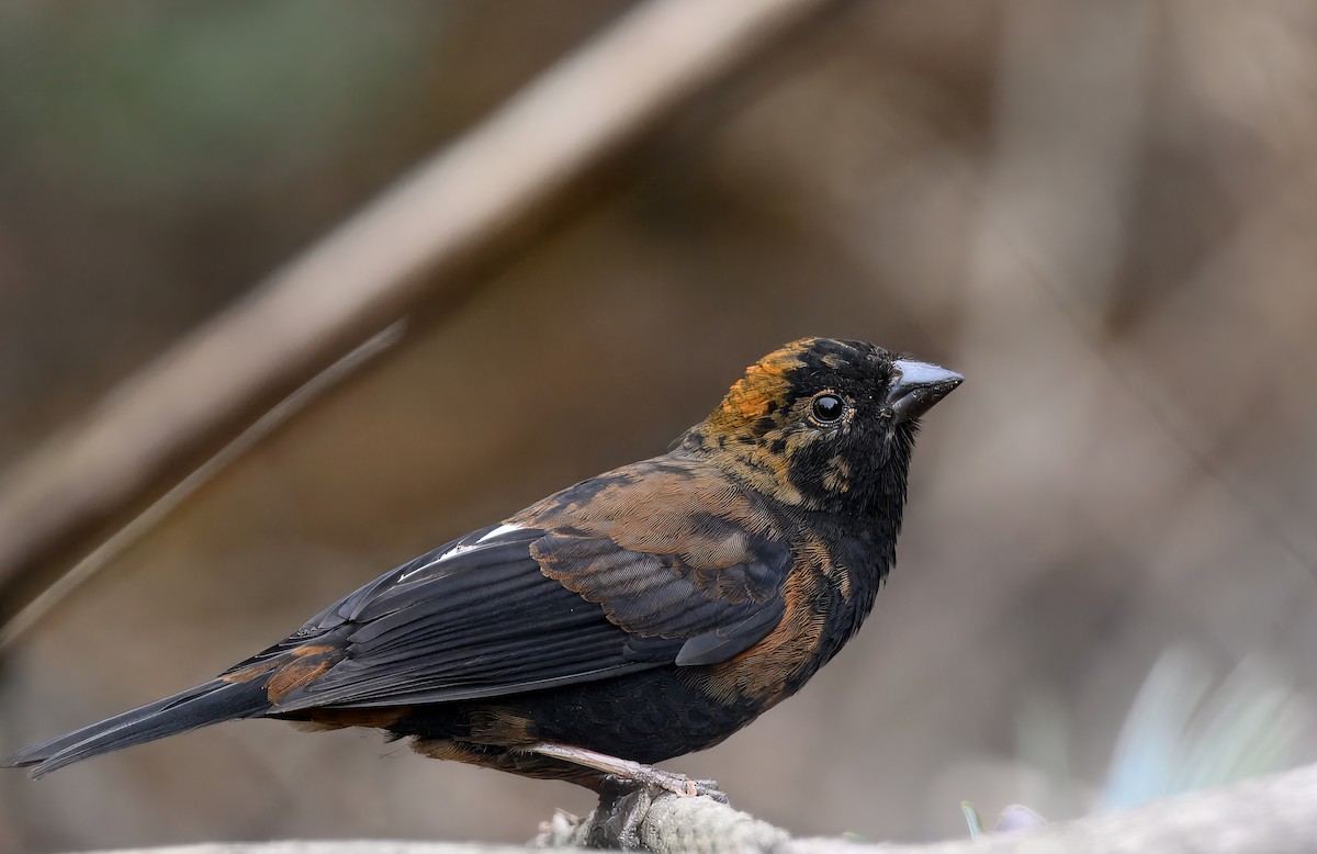 Gold-naped Finch - ML644914578