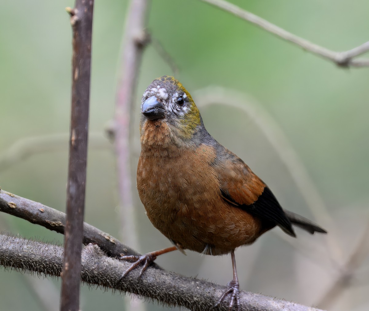 Gold-naped Finch - ML644914579