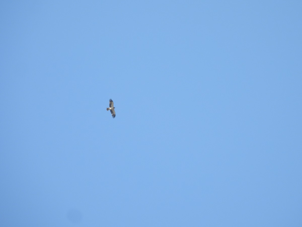 Booted Eagle - ML644914580