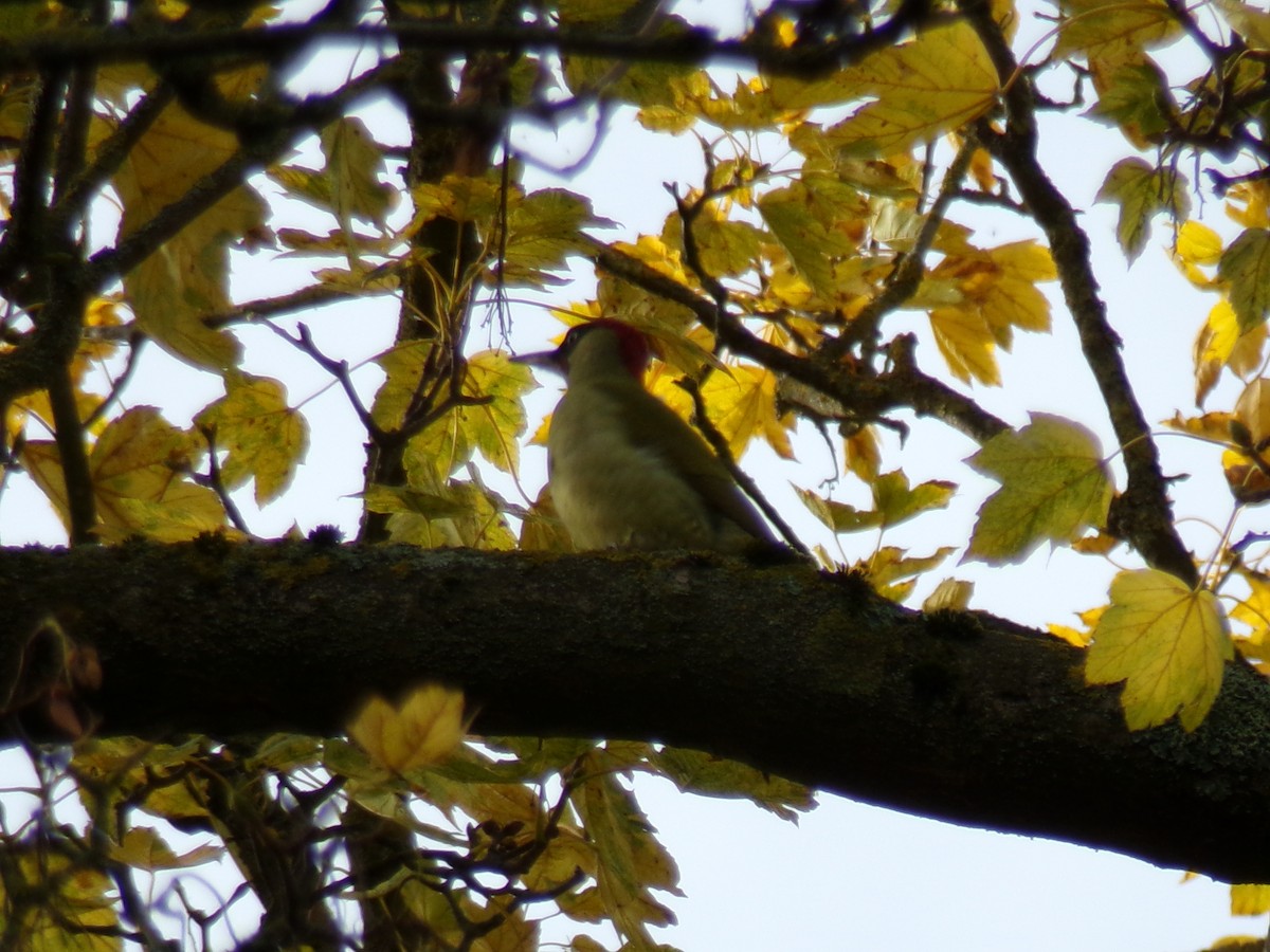 Eurasian Green Woodpecker - ML644914583