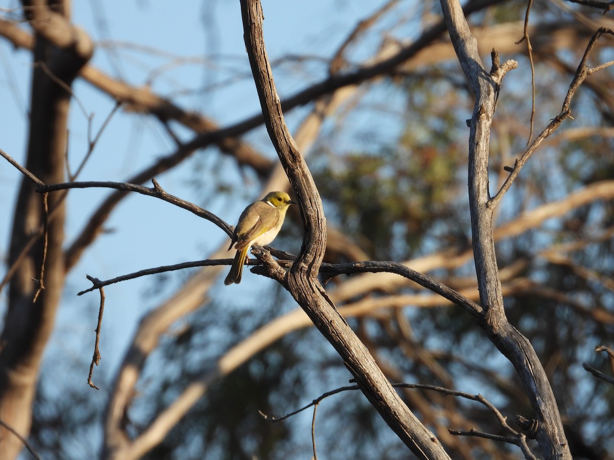 hvitsmykkehonningeter - ML644914591