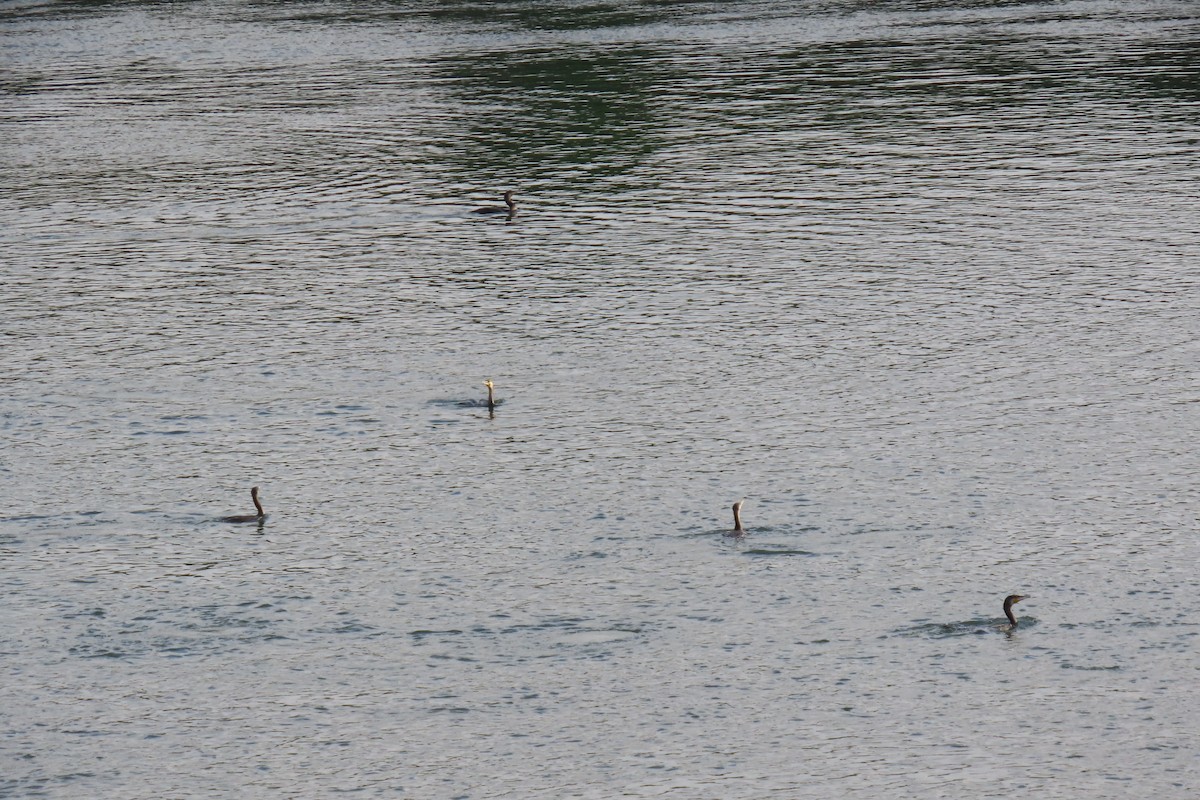 Great Cormorant - ML644914596