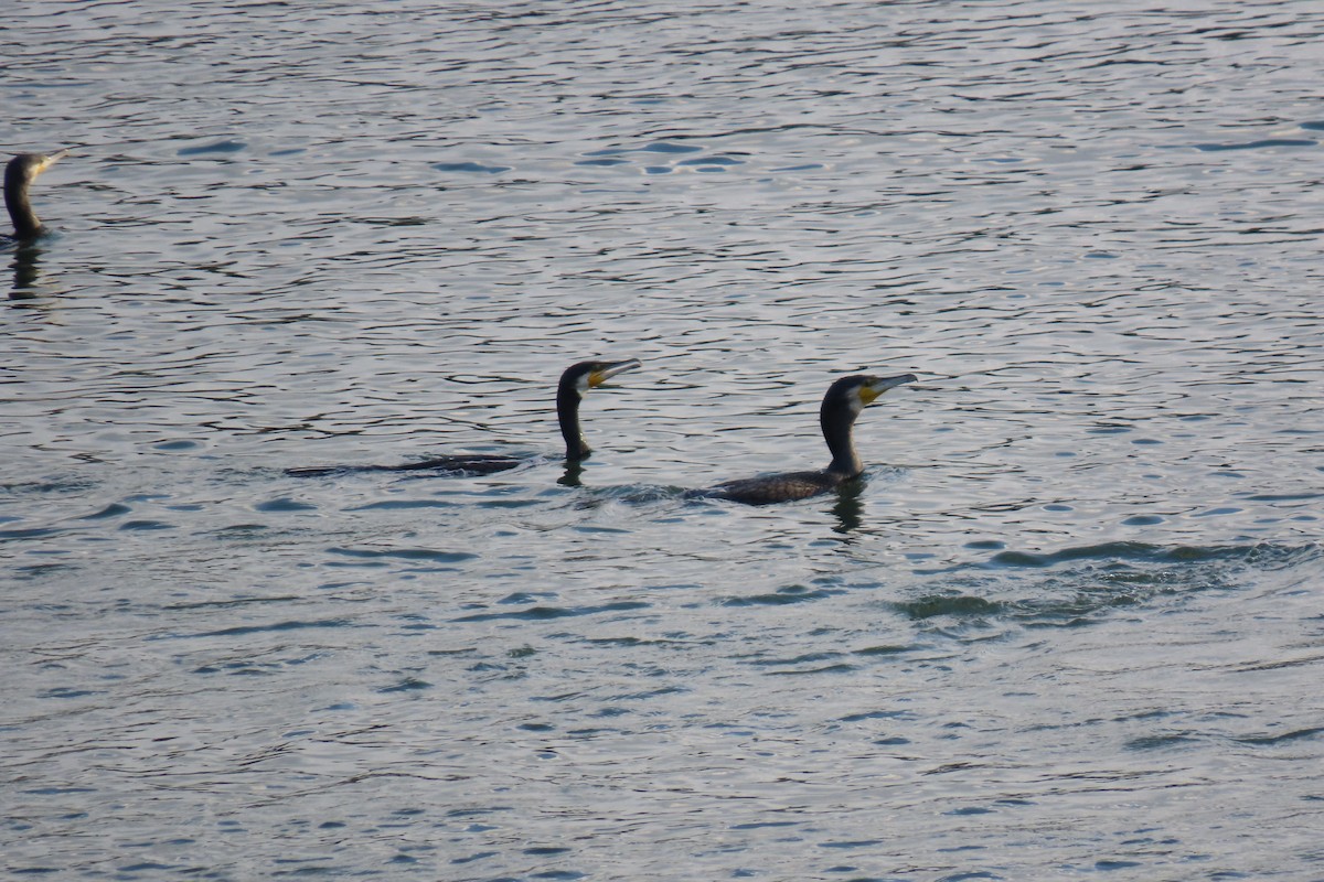 Great Cormorant - ML644914598