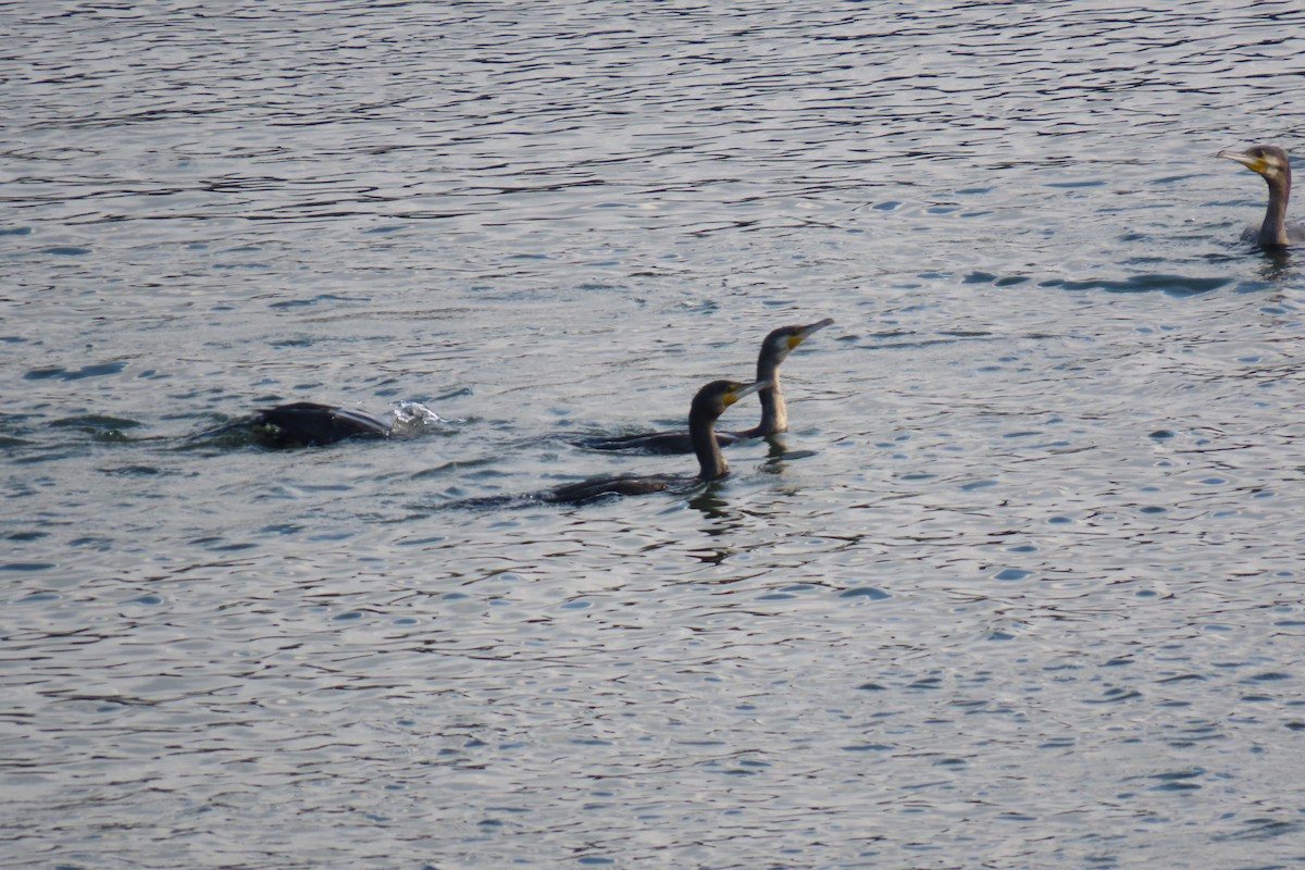 Great Cormorant - ML644914605