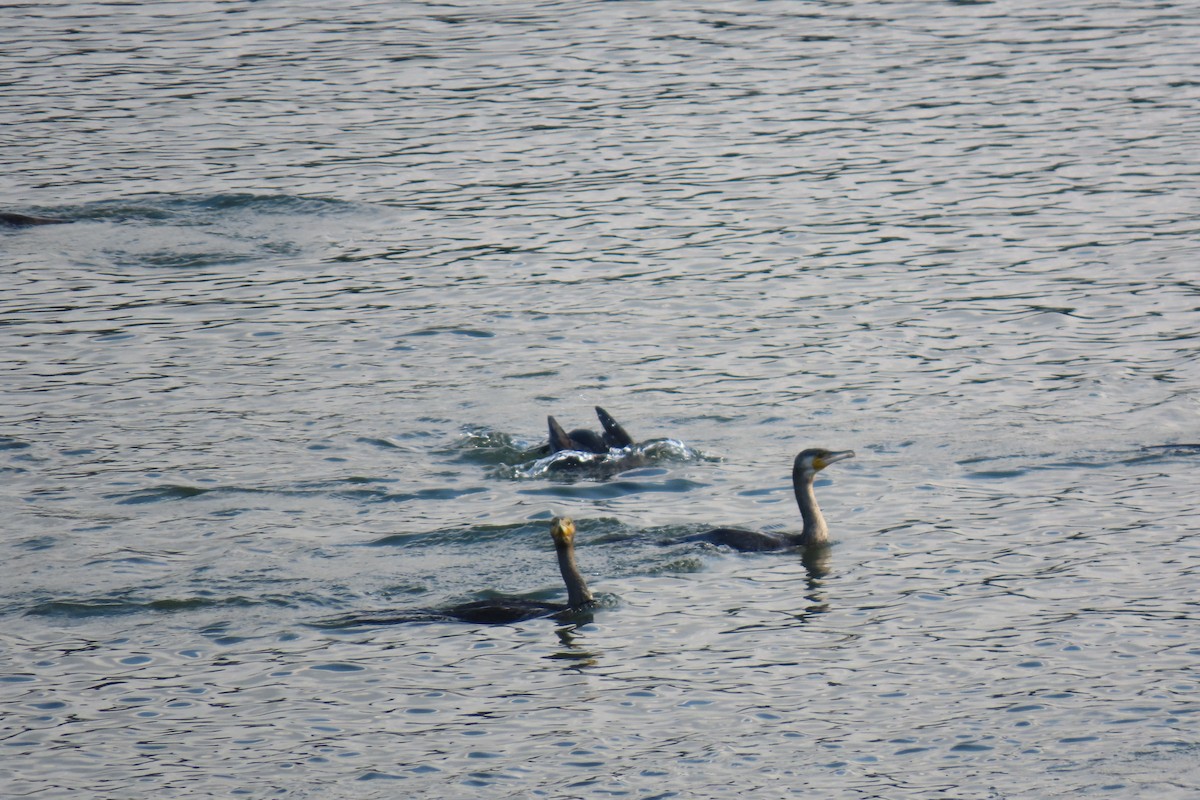 Great Cormorant - ML644914606
