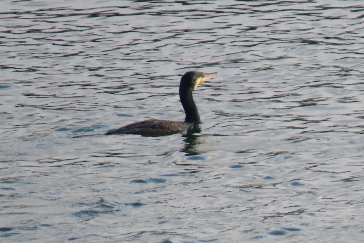 Great Cormorant - ML644914609