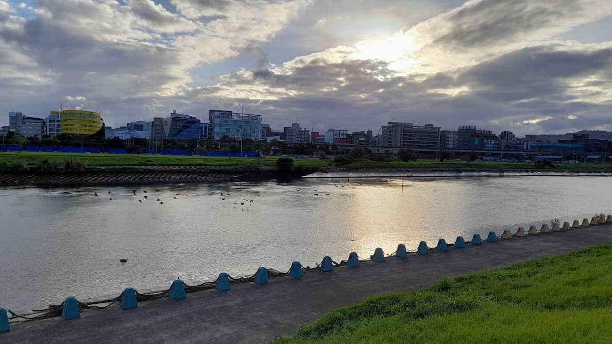 Great Cormorant - ML644914624