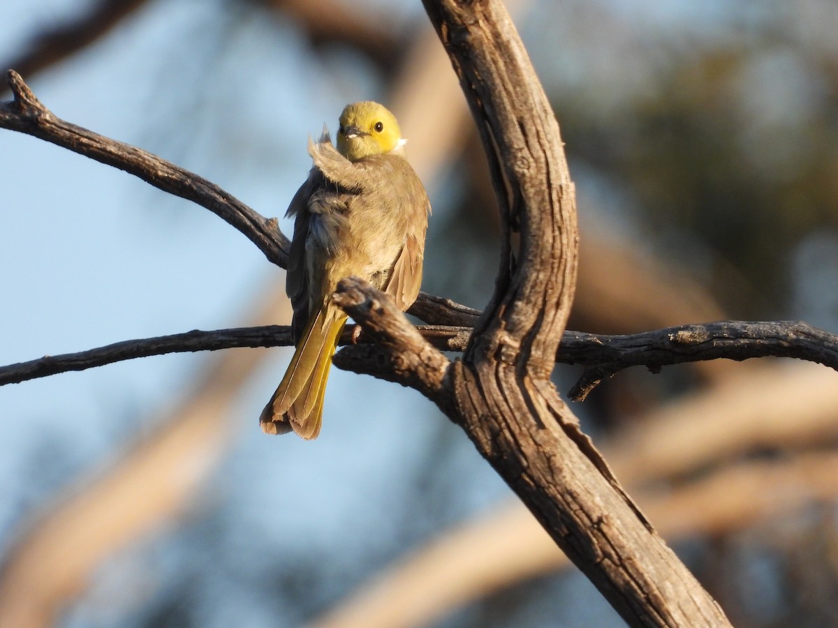 hvitsmykkehonningeter - ML644914629