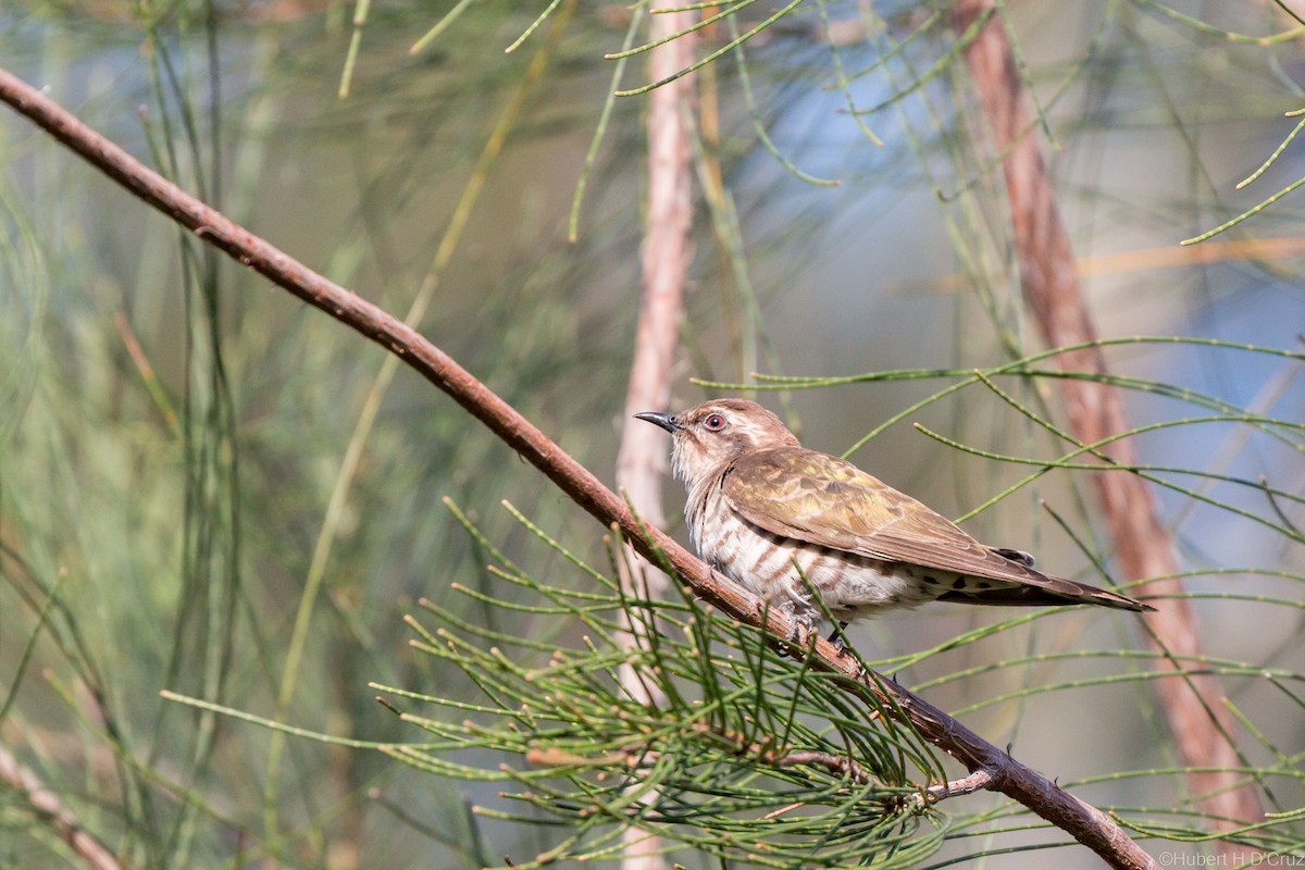 kukačka bronzová - ML644914631