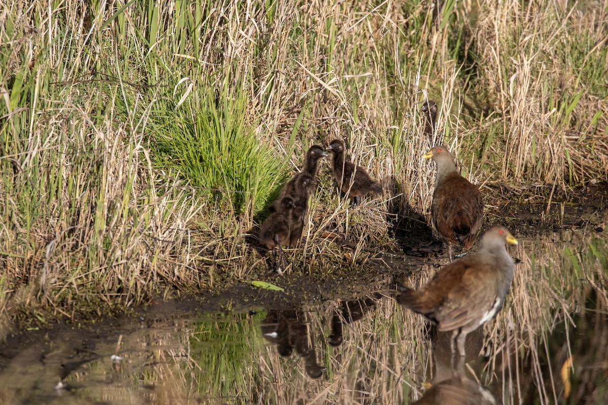 Grünfuß-Teichhuhn - ML644914651