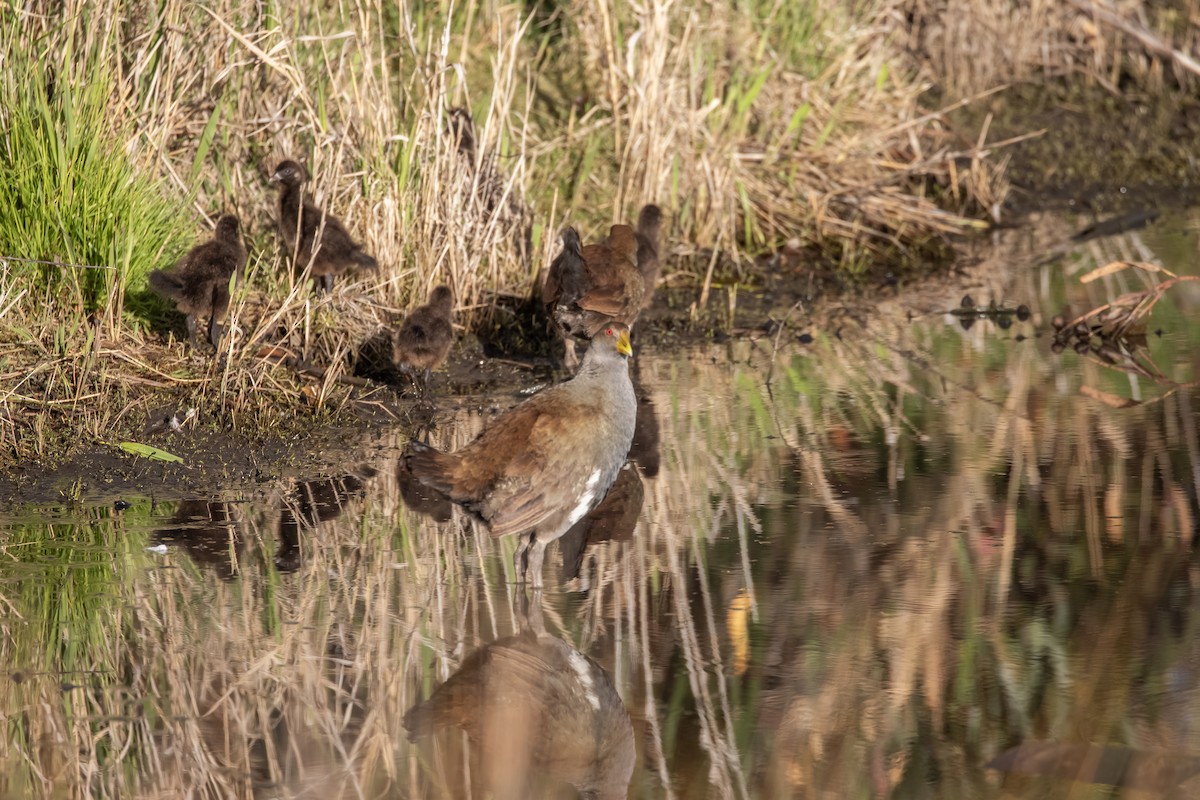 Grünfuß-Teichhuhn - ML644914652