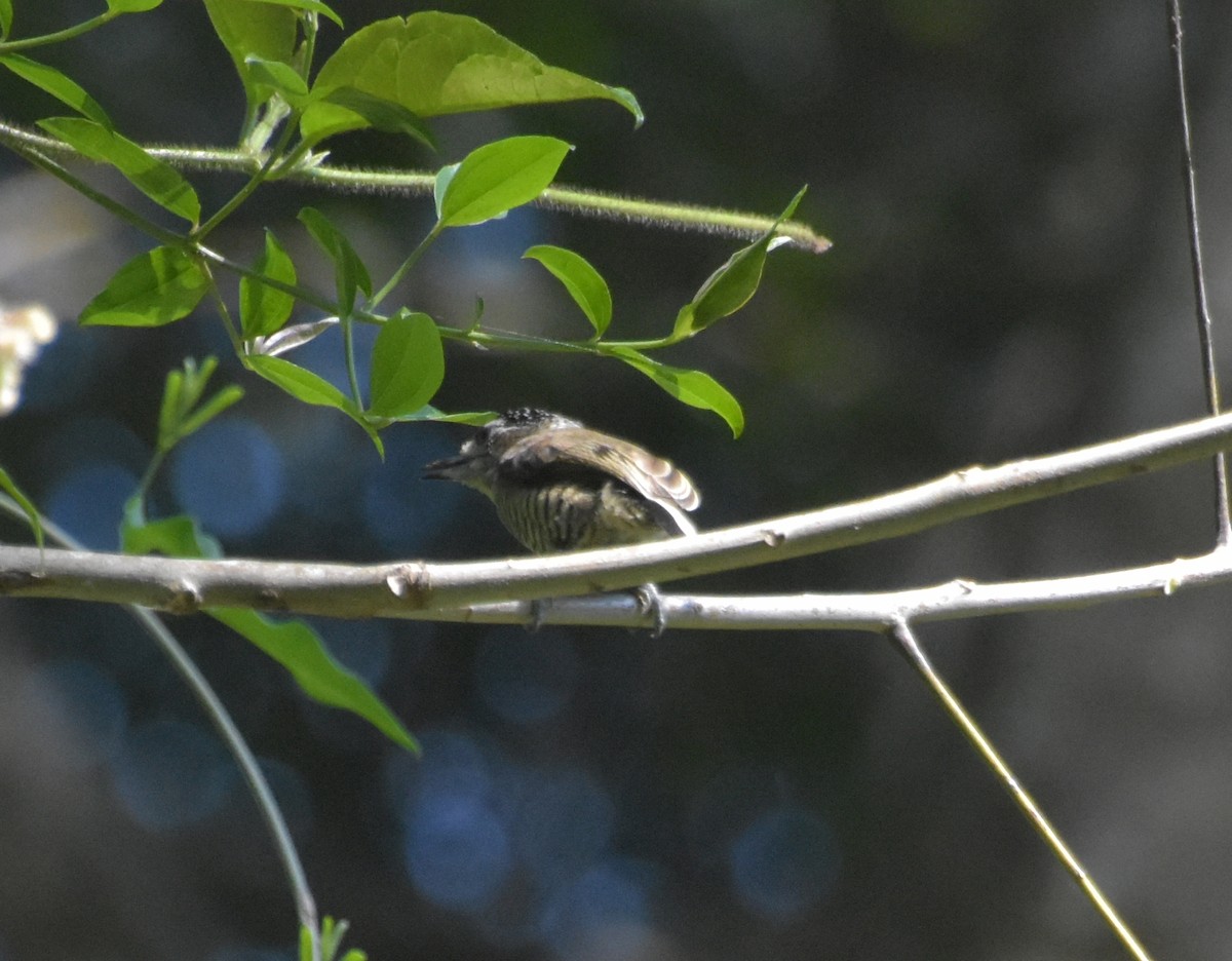 Carpinterito Variable - ML644914661