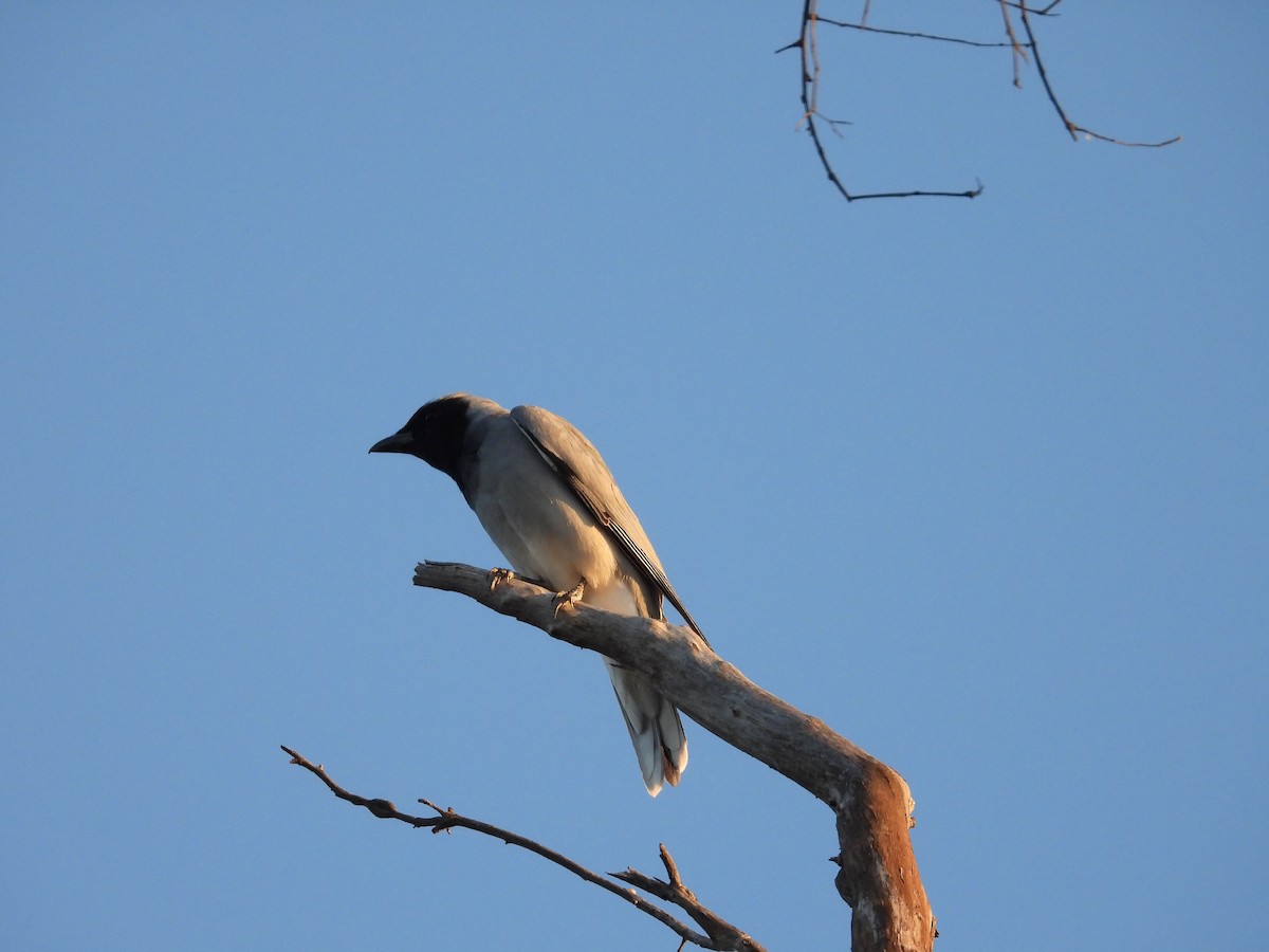 Black-faced Cuckooshrike - ML644914671