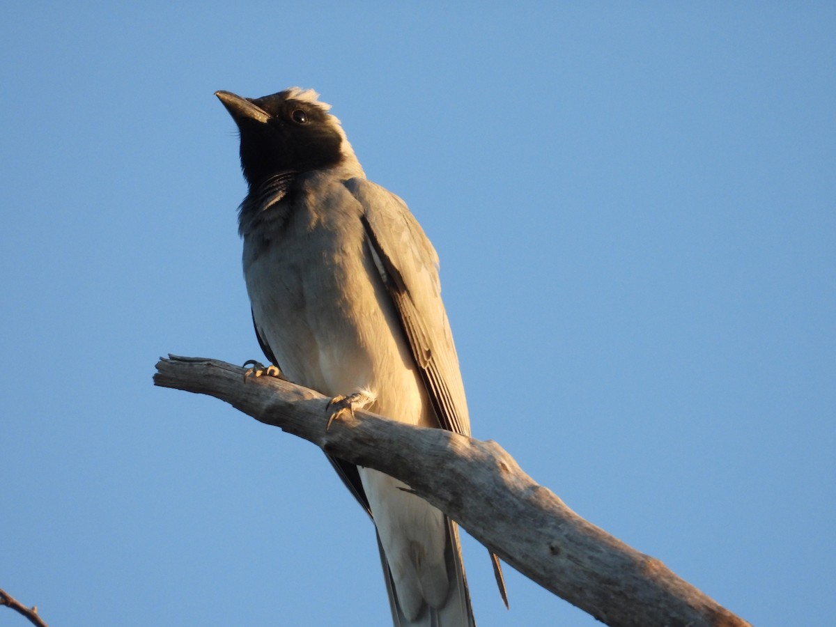 Black-faced Cuckooshrike - ML644914678