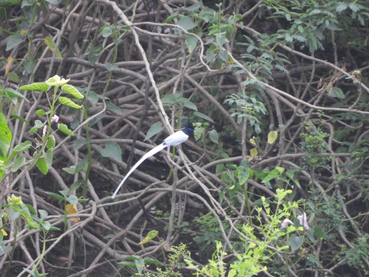 Indian Paradise-Flycatcher - ML644914689