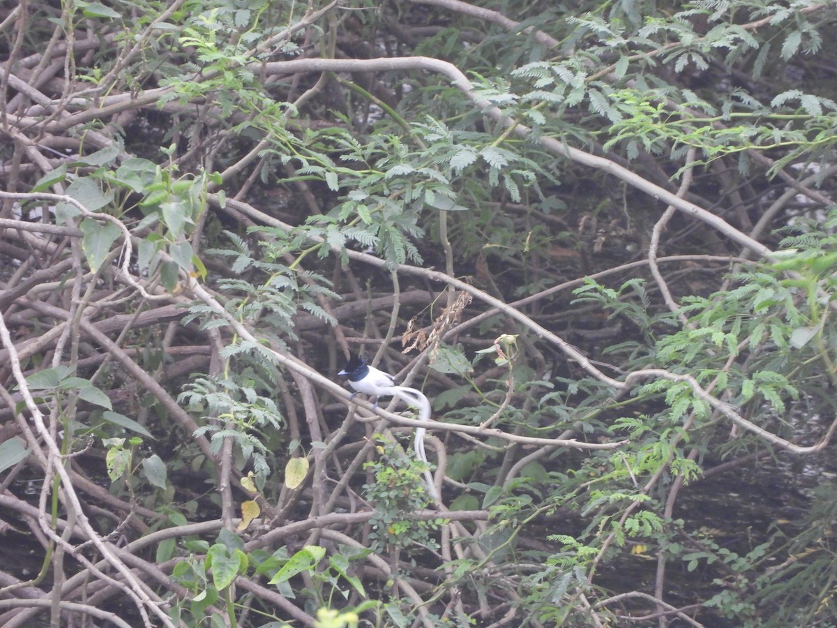 Indian Paradise-Flycatcher - ML644914690