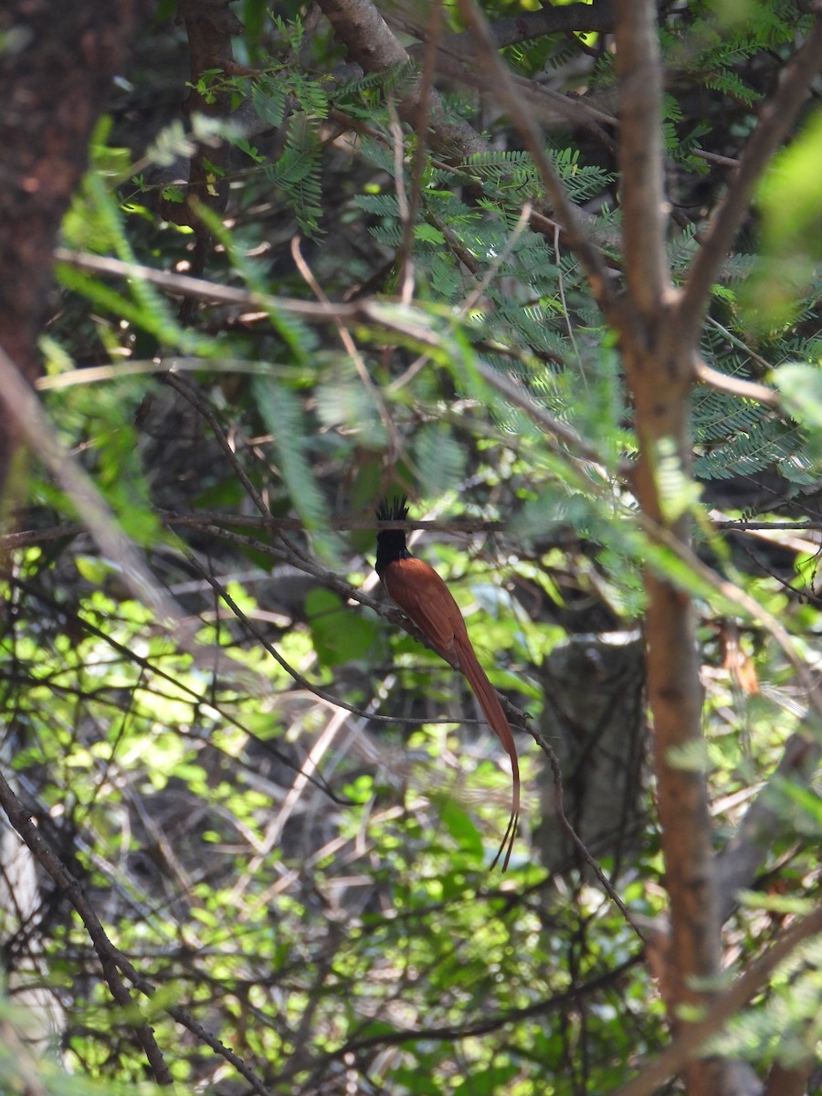 Indian Paradise-Flycatcher - ML644914691