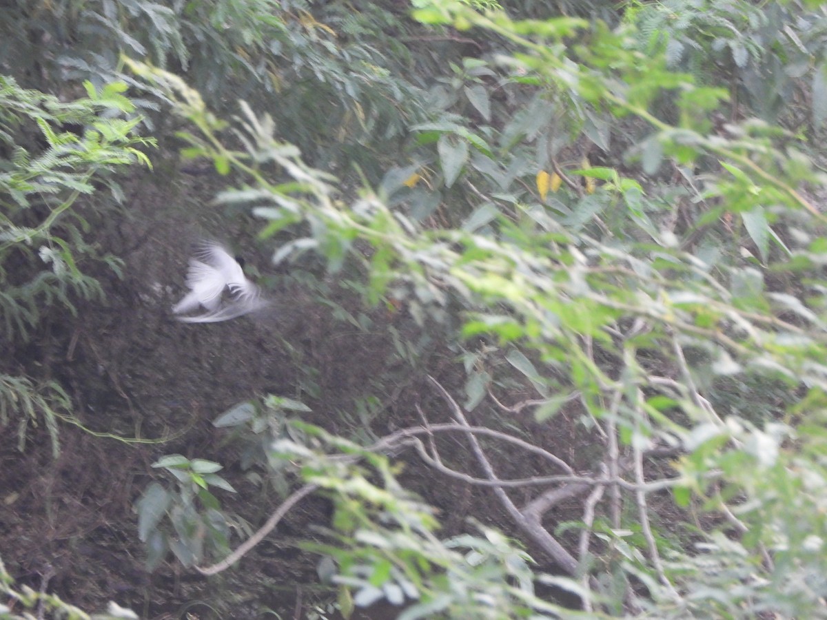 Indian Paradise-Flycatcher - ML644914692