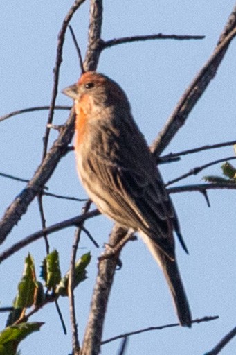 Roselin familier - ML644914708