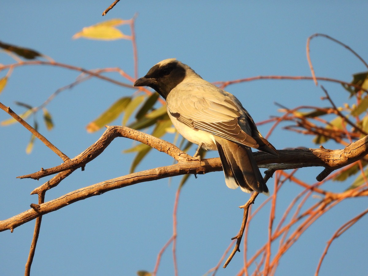 Black-faced Cuckooshrike - ML644914710
