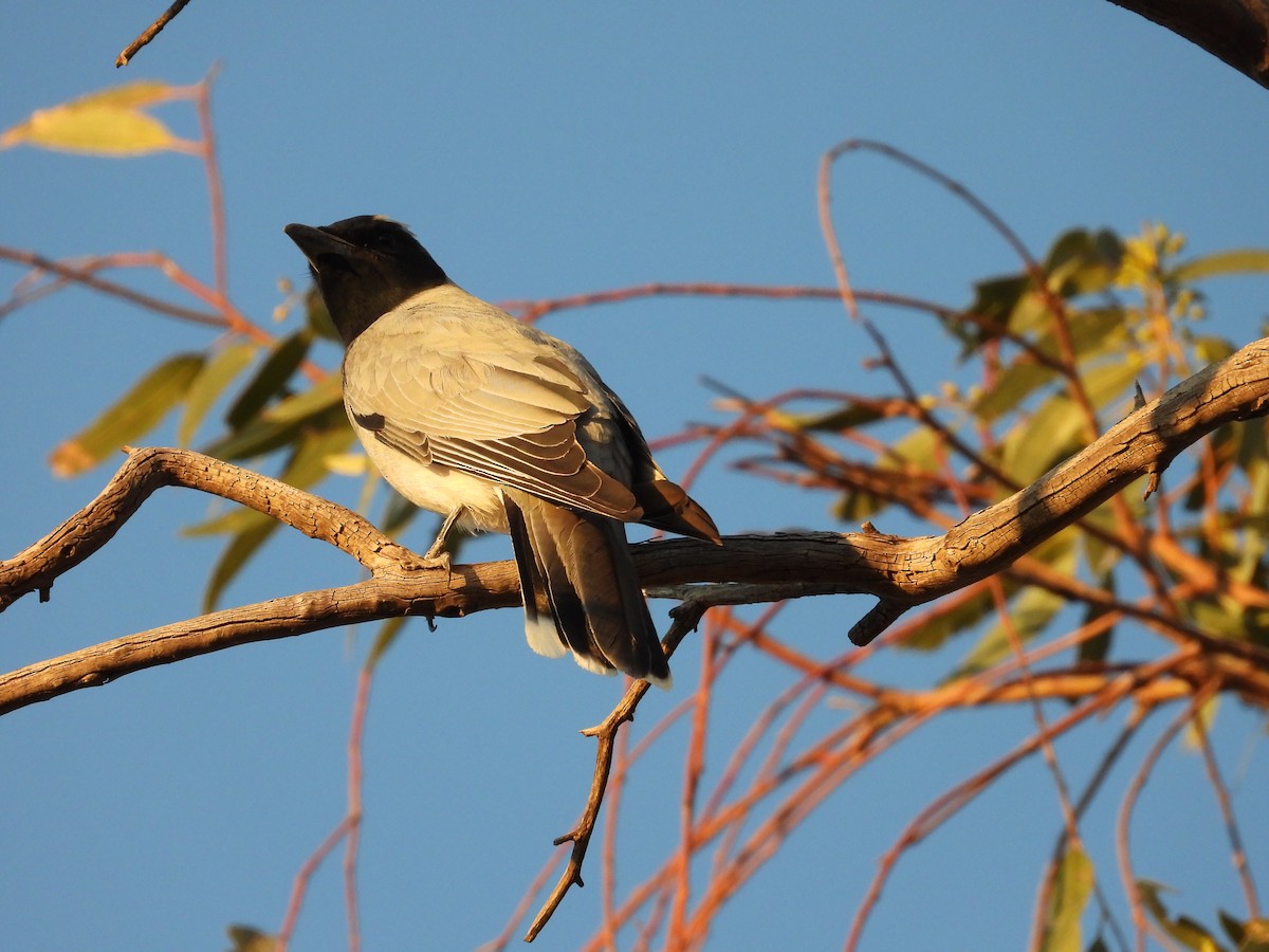 Black-faced Cuckooshrike - ML644914714
